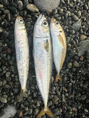 大磯海岸