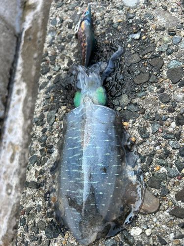 アオリイカの釣果