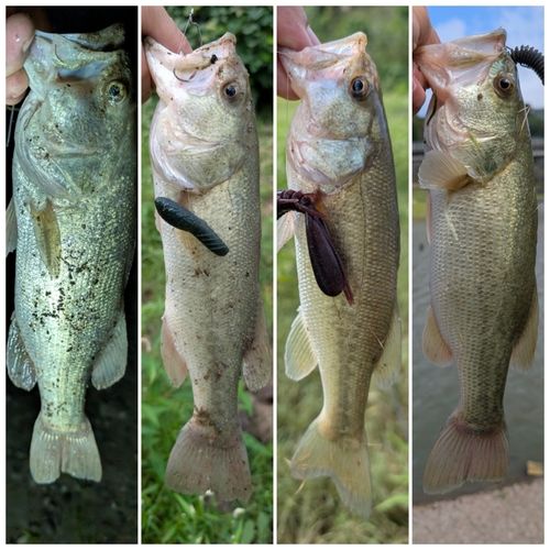 ブラックバスの釣果