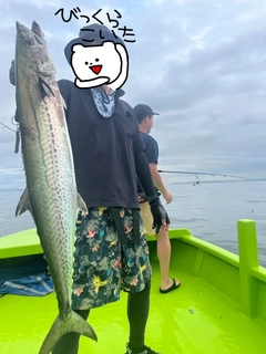 サワラの釣果