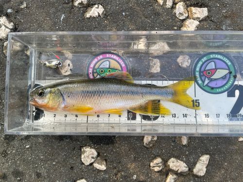 カワムツの釣果