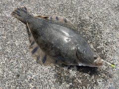 マツカワの釣果