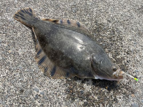 マツカワの釣果