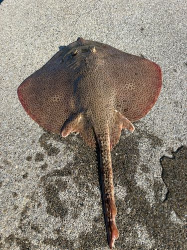 コモンカスベの釣果
