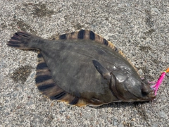 トウガレイの釣果