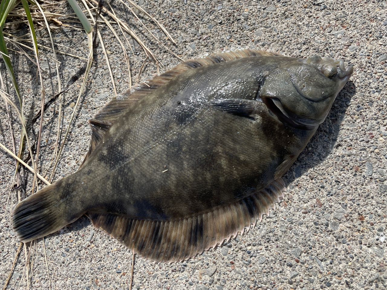 クロガシラガレイ