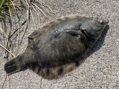 クロガシラガレイの釣果