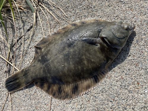 クロガシラガレイの釣果