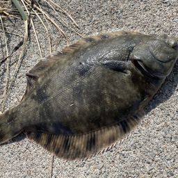 クロガシラガレイ