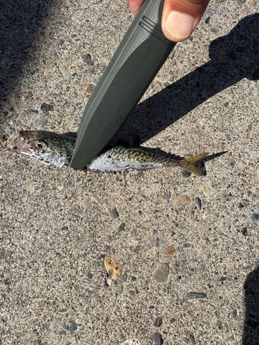 サバの釣果