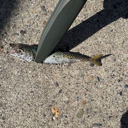 サバ