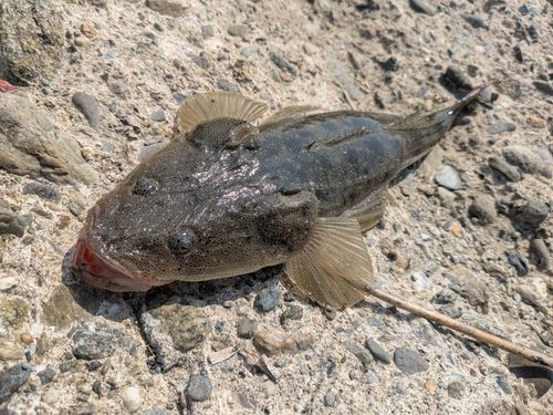 マゴチの釣果