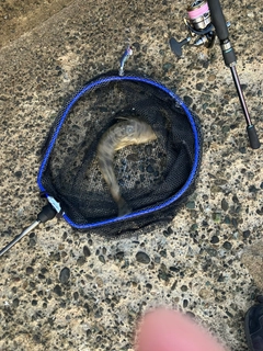 コチの釣果