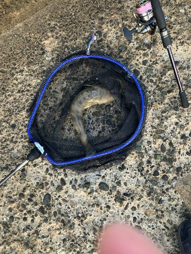コチの釣果