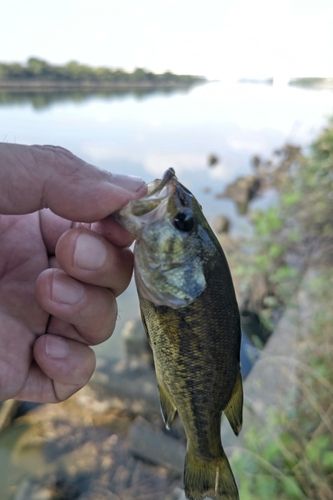 ラージマウスバスの釣果