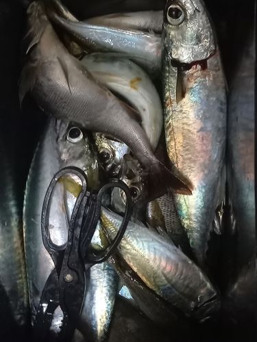 マアジの釣果