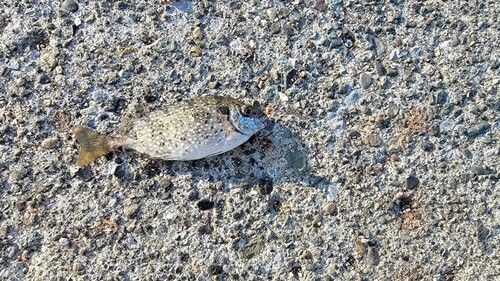 アイゴの釣果