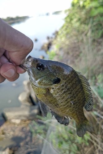 ブルーギルの釣果