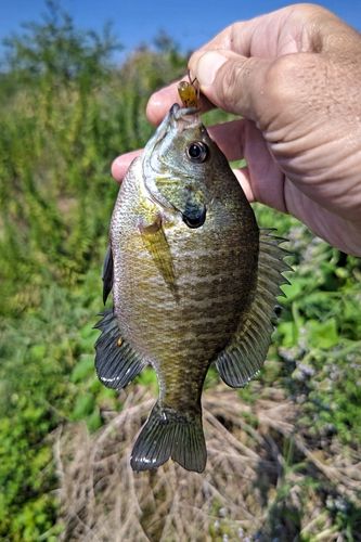 荒川中流