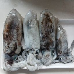 アオリイカ