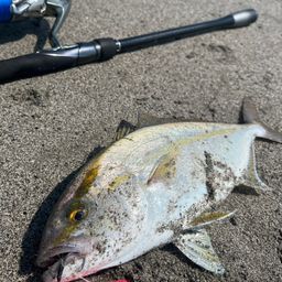 ショゴ