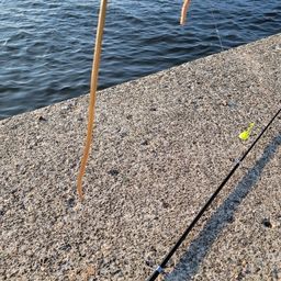 ダイナンウミヘビ