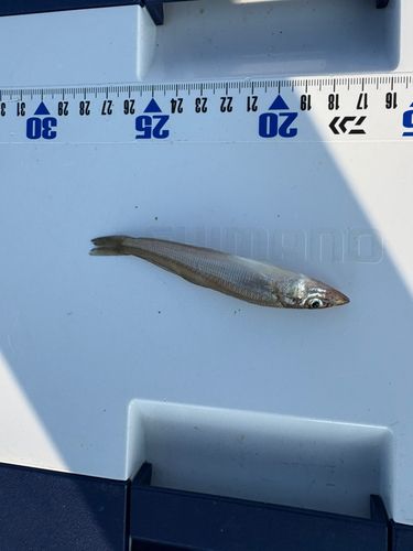 高洲海浜公園