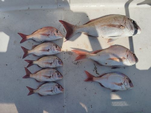 マダイの釣果
