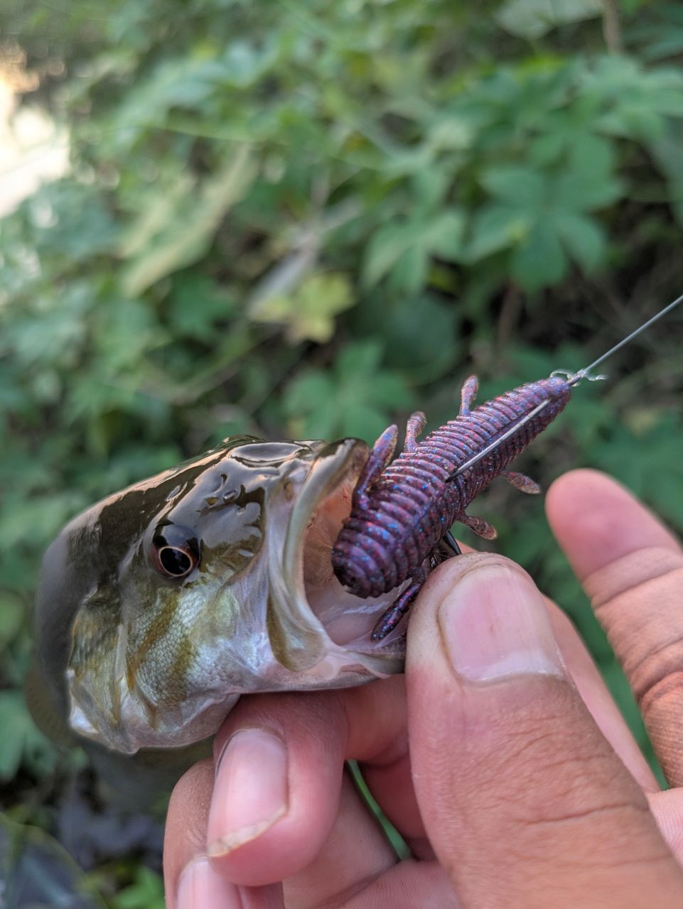 スモールマウスバス