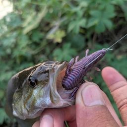 スモールマウスバス