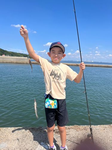 ハゼの釣果