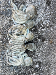 タコの釣果