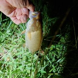 スモールマウスバス