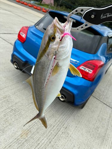 シオの釣果