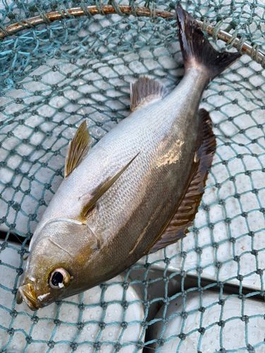 イサキの釣果