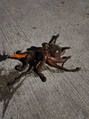 タコの釣果