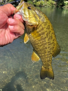 スモールマウスバスの釣果