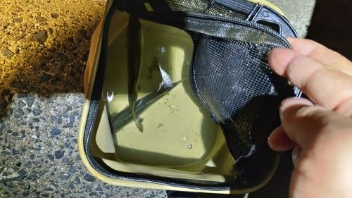 セイゴ（マルスズキ）の釣果