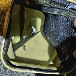 セイゴ（マルスズキ）