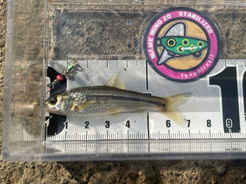 タモロコの釣果