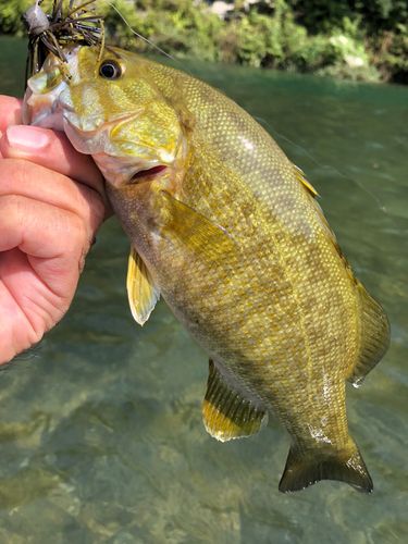 スモールマウスバスの釣果