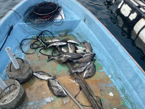 クロダイの釣果