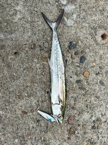 サゴシの釣果
