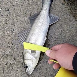 アジ