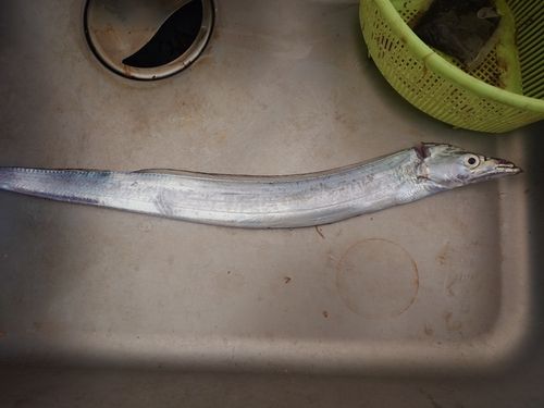 タチウオの釣果
