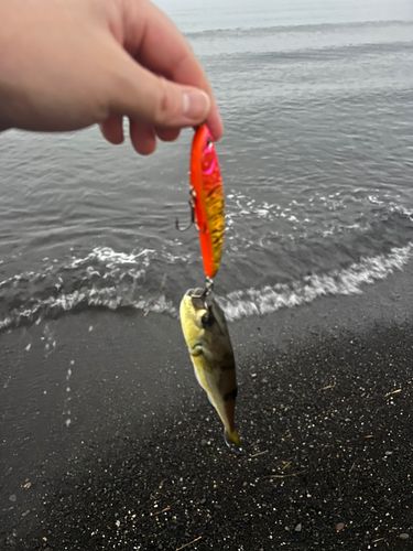 シロサバフグの釣果