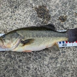 ラージマウスバス