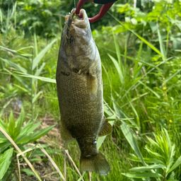 スモールマウスバス