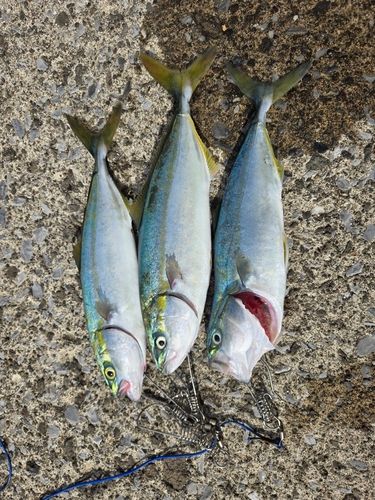 ワカシの釣果