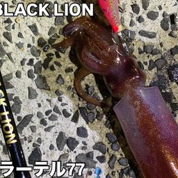 アオリイカ